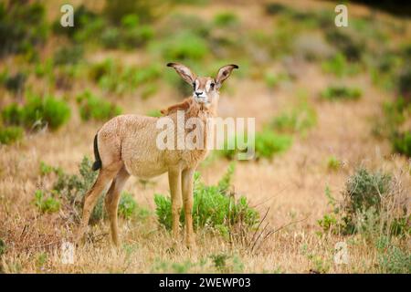 Roan Antelope (Hippotragus equinus) jeune dans le dessert, captif, distribution Afrique Banque D'Images