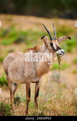 Antilope de Roan (Hippotragus equinus) dans le dessert, captif, distribution Afrique Banque D'Images