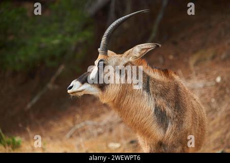 Roan Antelope (Hippotragus equinus) portrait, dans le dessert, captif, distribution Afrique Banque D'Images