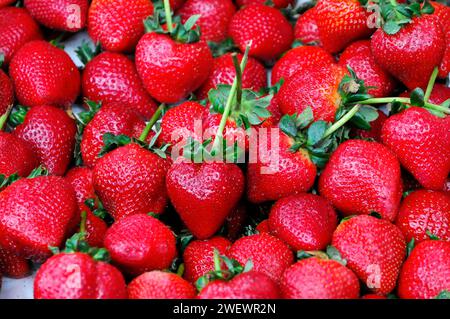 Fraises biologiques, vente de fruits Farmers Market, Crocker Galleria, Financial District, San Francisco, Californie, États-Unis d'Amérique, USA Banque D'Images