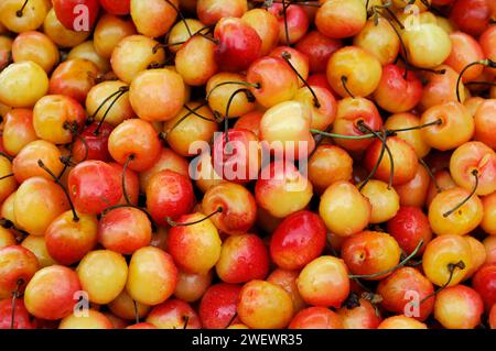 Cerises, vente de fruits Farmers Market, Crocker Galleria, Financial District, San Francisco, Californie, États-Unis d'Amérique, États-Unis, Amérique du Nord Banque D'Images