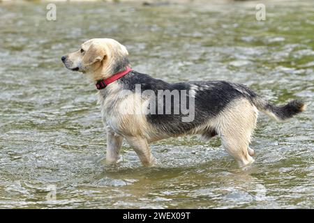 Un chien blanc avec un collier rouge se refroidit dans l'eau pendant la chaleur estivale Banque D'Images