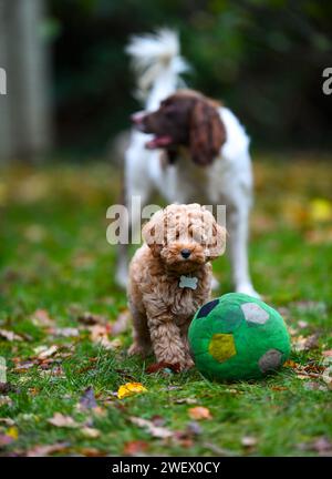 Un adorable chiot Cavapoochon jouant dehors dans un jardin parmi les feuilles. Banque D'Images