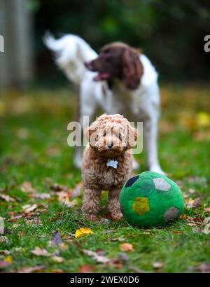 Un adorable chiot Cavapoochon jouant dehors dans un jardin parmi les feuilles. Banque D'Images