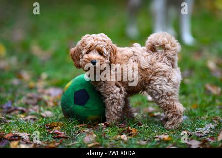 Un adorable chiot Cavapoochon jouant dehors dans un jardin parmi les feuilles. Banque D'Images