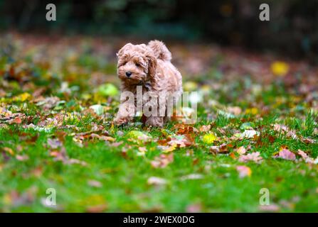 Un adorable chiot Cavapoochon jouant dehors dans un jardin parmi les feuilles. Banque D'Images