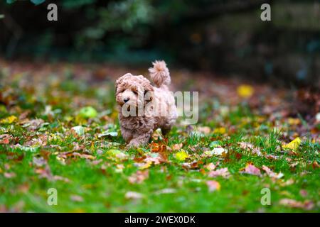 Un adorable chiot Cavapoochon jouant dehors dans un jardin parmi les feuilles. Banque D'Images