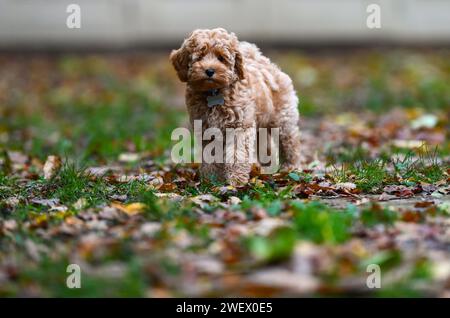 Un adorable chiot Cavapoochon jouant dehors dans un jardin parmi les feuilles. Banque D'Images