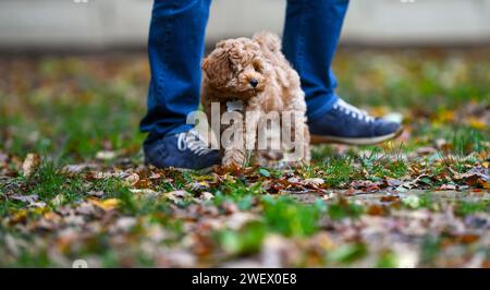 Un adorable chiot Cavapoochon jouant dehors dans un jardin parmi les feuilles. Banque D'Images