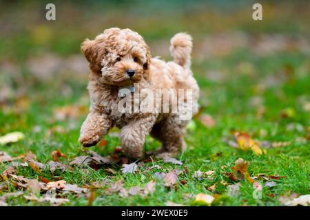 Un adorable chiot Cavapoochon jouant dehors dans un jardin parmi les feuilles. Banque D'Images