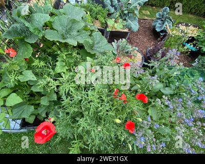 Les différentes fleurs et plantes présentées dans un beau jardin Banque D'Images