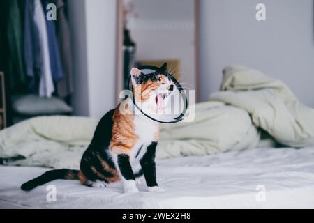 Calico Cat en collet protecteur de type élisabéthain bâillonne après anesthésie. Banque D'Images