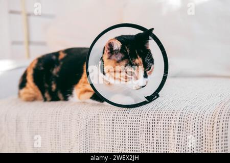 Triste chat calico assis avec un collier conique après la chirurgie Banque D'Images