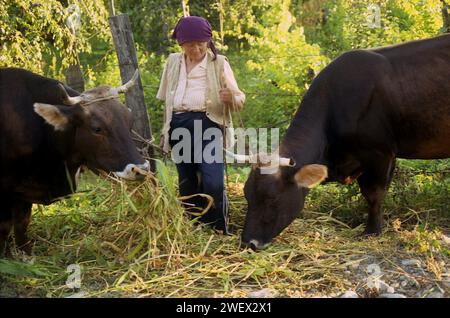 Comté de Vrancea, Roumanie, env. 2001. Femme locale s'occupant de vaches. Banque D'Images