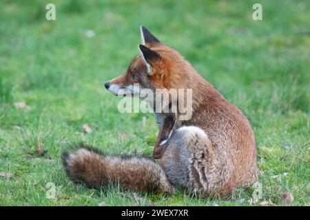 UK Météo, Londres, 27 janvier 2023 : un renard chien, piquant et grattant ses puces, profite du temps sec et doux dans un jardin de Clapham. Crédit : Anna Watson/Alamy Live News Banque D'Images