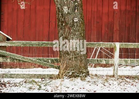 Tronc d'érable avec visage sur fond rouge à Bredebolet à Skaraborg à Vaestra Goetaland en Suède en automne Banque D'Images