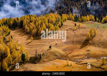 Mélèzes et pins colorés, entourant un pâturage alpin, brouillard et nuages couvrant la forêt au loin en automne. Cortina d Ampezzo Veneto Banque D'Images