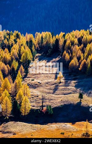 Mélèzes et pins colorés, entourant un pâturage alpin en automne. Cortina d Ampezzo Veneto Italie FB 2023 3171 Banque D'Images