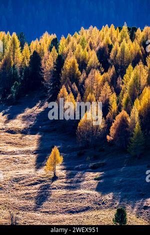 Mélèzes et pins colorés, entourant un pâturage alpin en automne. Cortina d Ampezzo Veneto Italie FB 2023 3173 Banque D'Images