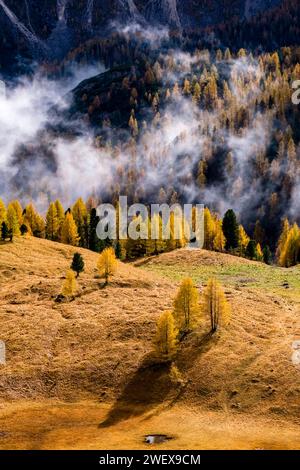 Mélèzes et pins colorés, entourant un pâturage alpin, brouillard et nuages couvrant la forêt au loin en automne. Cortina d Ampezzo Veneto Banque D'Images