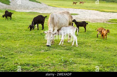 Ferme de bétail, champ de vache, veau nouveau-né suçant et appréciant son lait par les jambes de sa mère, vaches et chèvres mangeant de l'herbe luxuriante sur le champ vert, belle nature Banque D'Images