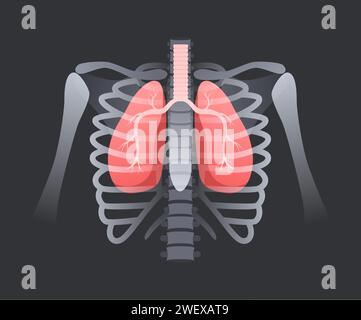 Poumon en cage thoracique humaine. Anatomie du système respiratoire, poumons avec trachée à l'intérieur de la structure osseuse. Illustration du vecteur de rayons X pulmonaire Illustration de Vecteur