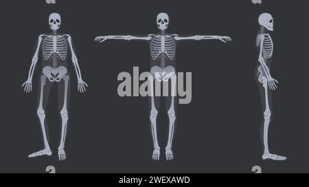 Radiographie du squelette humain. Radiologie détaillée poses anatomiques de la structure osseuse du corps entier, jeu d'illustrations vectorielles Illustration de Vecteur