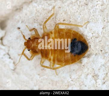 Punaise de lit également connue sous le nom de punaise de lit commune ou mur-pouse (Cimex lectularius) sur le mur dans l'appartement. Banque D'Images