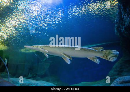 Pêcher dans un tunnel aquatique dans le monde sous-marin à Pattaya, Thaïlande Banque D'Images