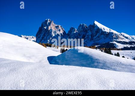 Campagne agricole vallonnée avec arbres, cabanes en bois et pâturages enneigés à Seiser Alm, en hiver, sommets de Sassolungo et Sasso Piatto en t Banque D'Images