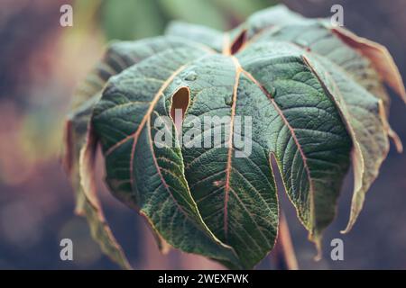 Gros plan des précipitations sur un arbre de papier de riz chinois , Tetrapanax papyrifer rex. Banque D'Images