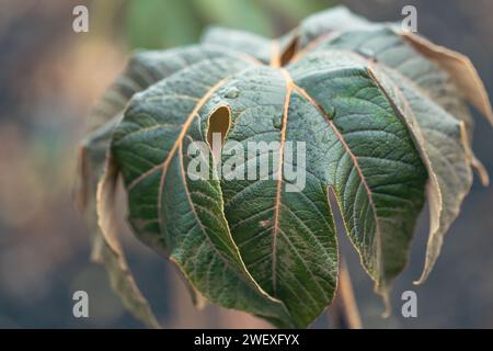 Gros plan des précipitations sur un arbre de papier de riz chinois , Tetrapanax papyrifer rex. Banque D'Images