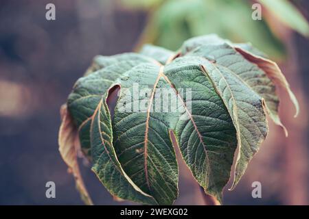 Gros plan des précipitations sur un arbre de papier de riz chinois , Tetrapanax papyrifer rex. Banque D'Images