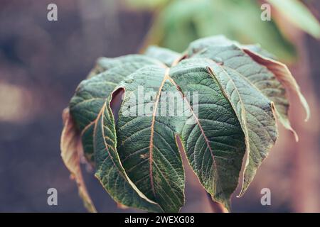 Gros plan des précipitations sur un arbre de papier de riz chinois , Tetrapanax papyrifer rex. Banque D'Images