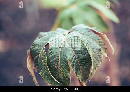 Gros plan des précipitations sur un arbre de papier de riz chinois , Tetrapanax papyrifer rex. Banque D'Images