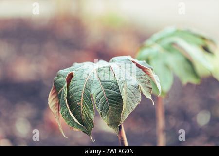 Gros plan des précipitations sur un arbre de papier de riz chinois , Tetrapanax papyrifer rex. Banque D'Images