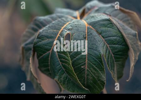 Gros plan des précipitations sur un arbre de papier de riz chinois , Tetrapanax papyrifer rex. Banque D'Images