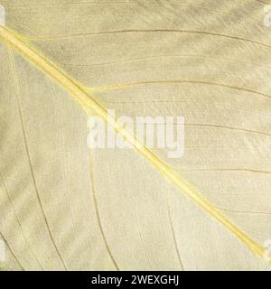 Une vue de dessus rapprochée de la structure de l'épiderme foliaire fournissant une macro-photo détaillée montrant les cellules et les stomates sur une feuille de plante, ce qui est parfait pour les botanis Banque D'Images