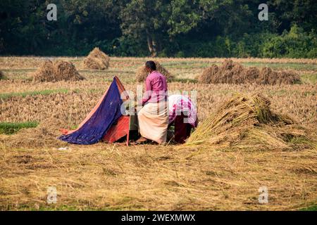 Fatehabad, Cumilla, 14 décembre 2023, la vie rurale bangladaise des villageois travaille à la riziculture. Banque D'Images