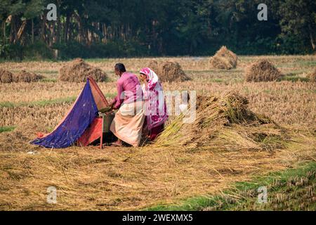 Fatehabad, Cumilla, 14 décembre 2023, la vie rurale bangladaise des villageois travaille à la riziculture. Banque D'Images