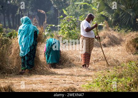 Fatehabad, Cumilla, 14 décembre 2023, la vie rurale bangladaise des villageois travaille à la riziculture. Banque D'Images