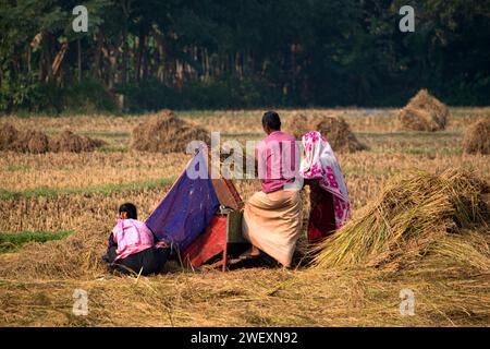 Fatehabad, Cumilla, 14 décembre 2023, la vie rurale bangladaise des villageois travaille à la riziculture. Banque D'Images