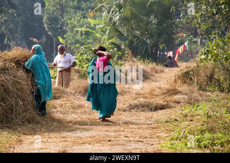 Fatehabad, Cumilla, 14 décembre 2023, la vie rurale bangladaise des villageois travaille à la riziculture. Banque D'Images