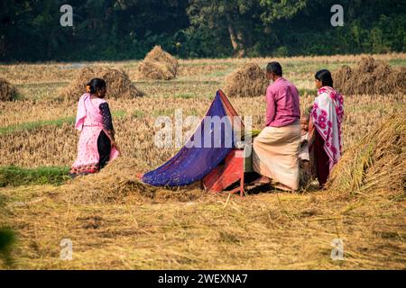 Fatehabad, Cumilla, 14 décembre 2023, la vie rurale bangladaise des villageois travaille à la riziculture. Banque D'Images