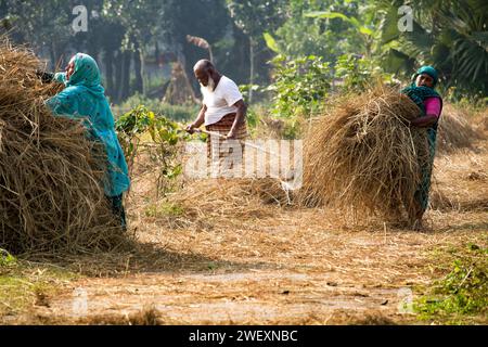 Fatehabad, Cumilla, 14 décembre 2023, la vie rurale bangladaise des villageois travaille à la riziculture. Banque D'Images