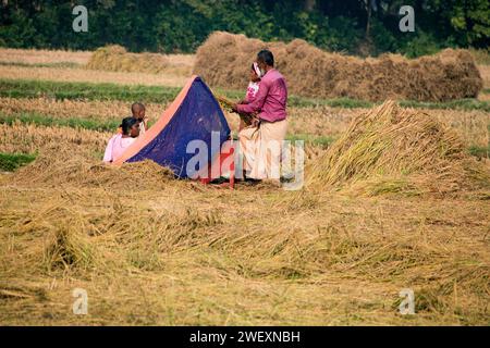 Fatehabad, Cumilla, 14 décembre 2023, la vie rurale bangladaise des villageois travaille à la riziculture. Banque D'Images