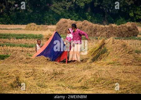 Fatehabad, Cumilla, 14 décembre 2023, la vie rurale bangladaise des villageois travaille à la riziculture. Banque D'Images