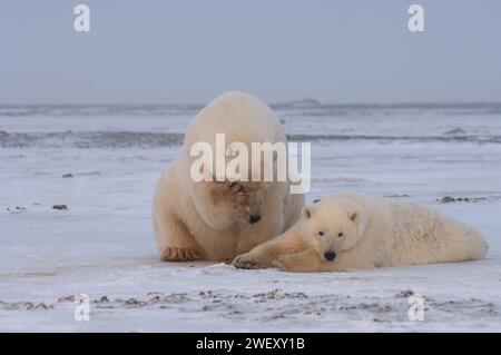 L'ours polaire, Ursus maritimus, sème avec un ourson d'un an sur la banquise, 1002 plaine côtière de l'Arctic National Wildlife refuge, Alaska Banque D'Images