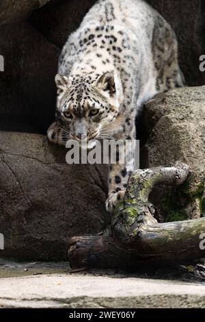 Beauté du léopard des neiges Banque D'Images
