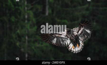 Gros plan d'un atterrissage d'aigle doré (Aquila Chrysaetos), déployant ses ailes grandes ouvertes, arbres en arrière-plan Banque D'Images